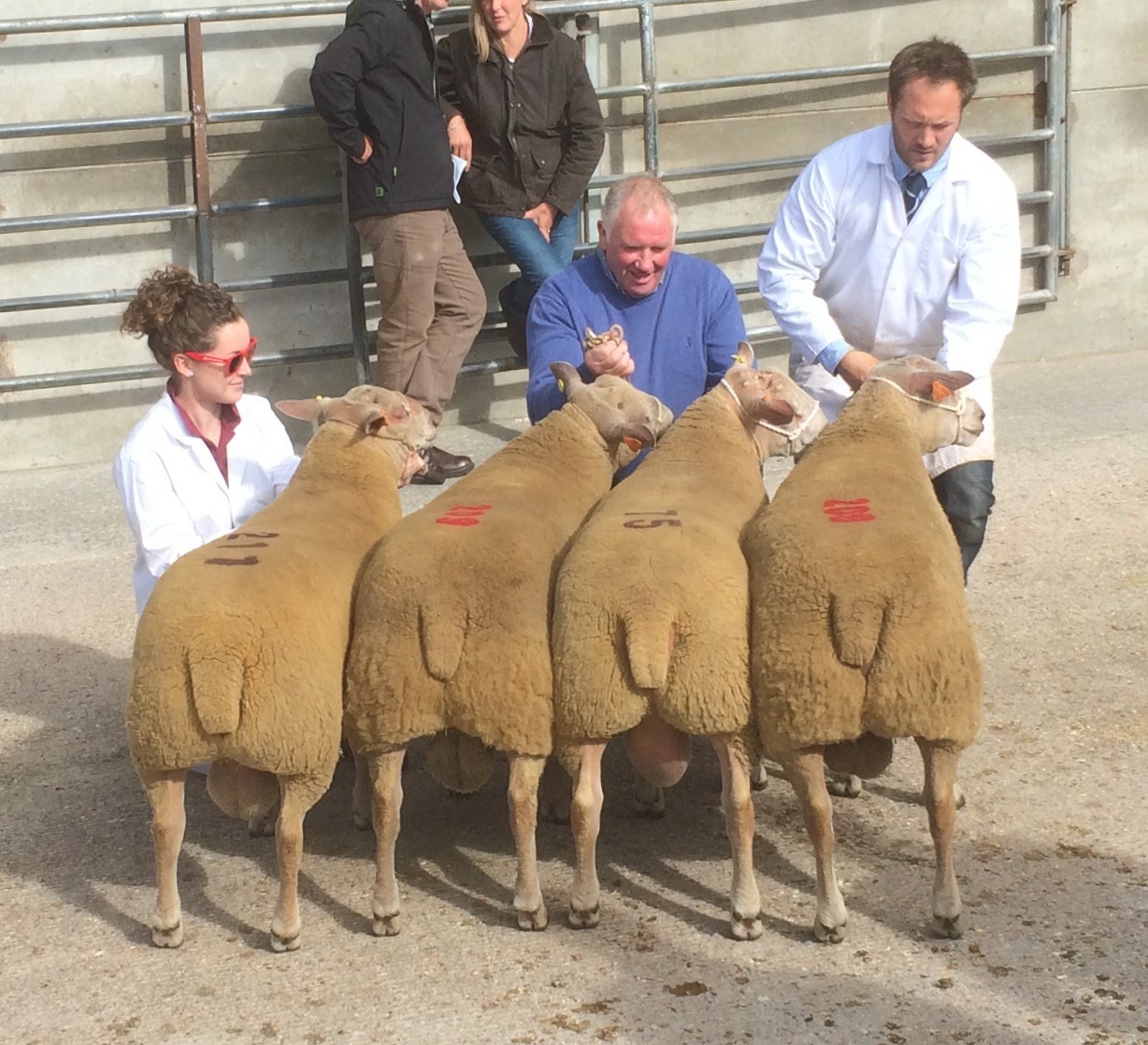 2nd Prize Progeny Group of 4 ram lambs by Skelton Whin Oddysey at Worcester Premier Sale 2016